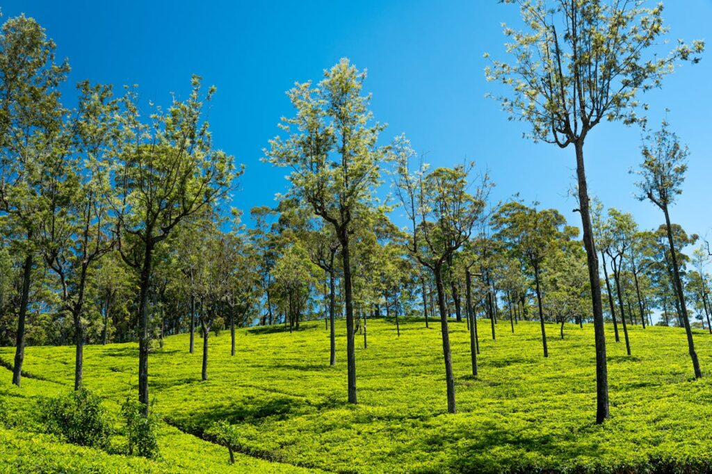 pexels thilina alagiyawanna 3266092 36847092